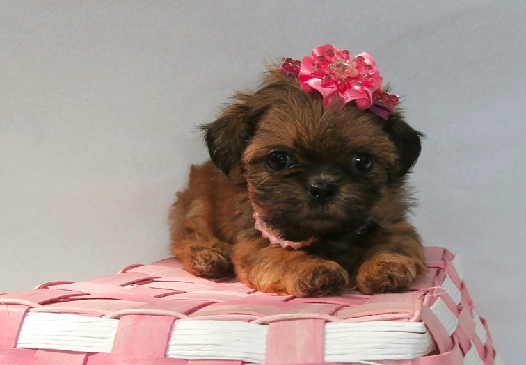 Zoey-Female Shih Tzu Puppies
