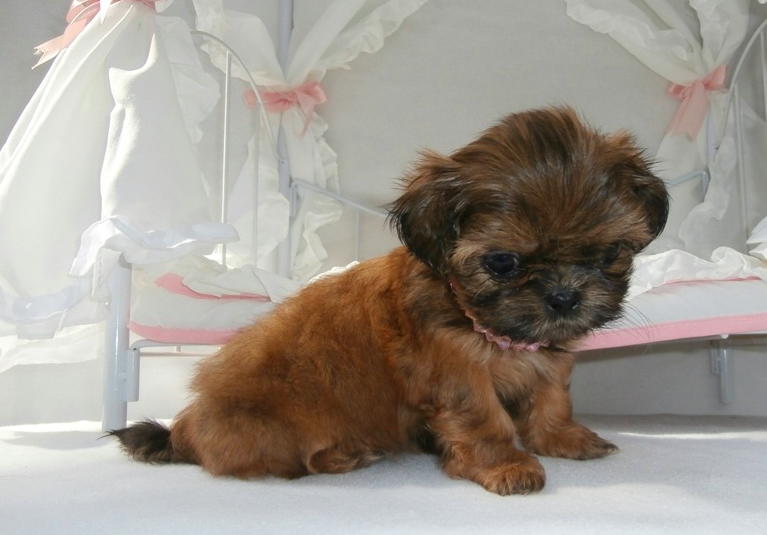 Zoey-Female Shih Tzu Puppies - Image 2