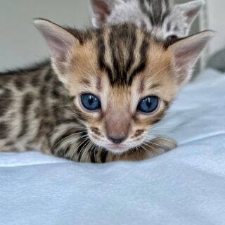 Bengal Kitten-Simba – Exotic Male