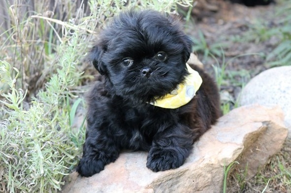 Sophia - Female Shih Tzu Puppy - Image 2