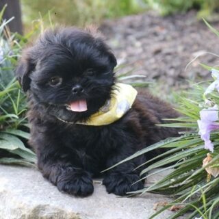 Sophia - Female Shih Tzu Puppy