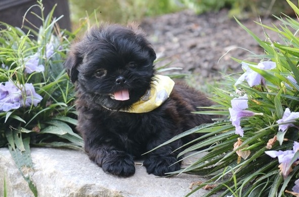 Sophia - Female Shih Tzu Puppy