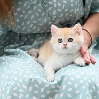 British Shorthair Kitten-Teddy – Adorable Male