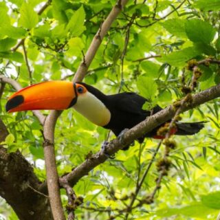 Toco Toucan for Sale 