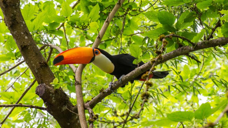 Toco Toucan for Sale
