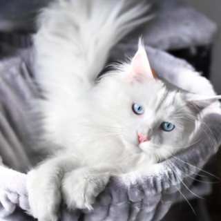 Maine Coon Kitten-Willow – Elegant Female