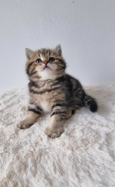 British Shorthair Kitten-Winston – Charming Male - Image 2