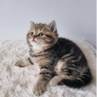 British Shorthair Kitten-Winston – Charming Male