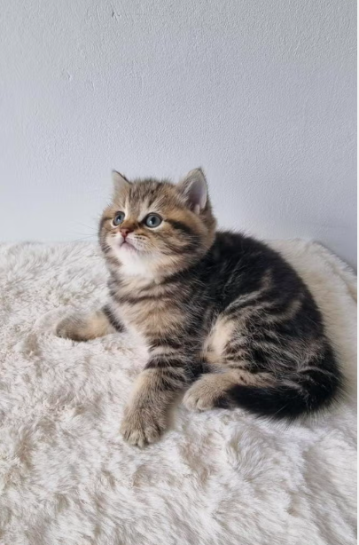 British Shorthair Kitten-Winston – Charming Male