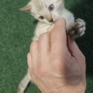 Bengal Kitten-Zara – Beautiful Female