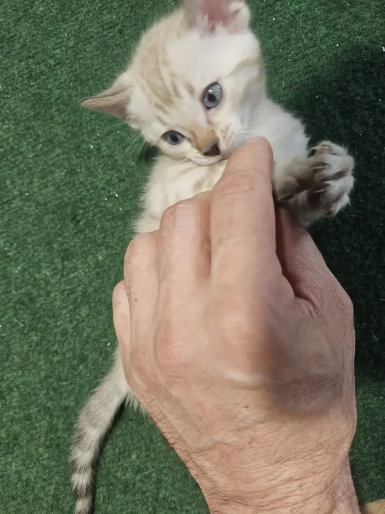 Bengal Kitten-Zara – Beautiful Female