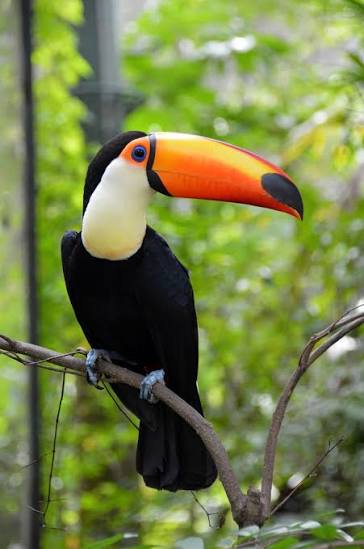 Toco Toucan for Sale