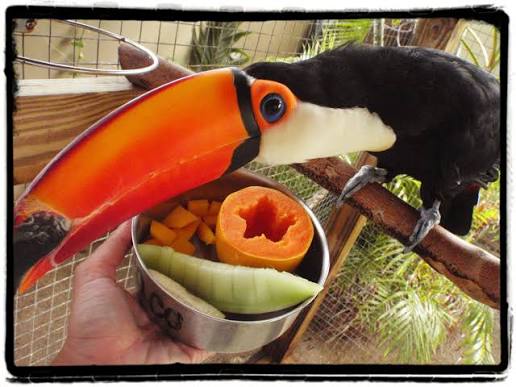 Toco Toucan for Sale