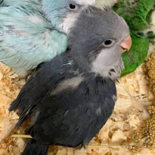 Baby Quaker Parrots